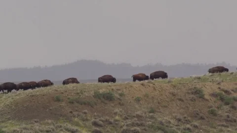 Herd of Bison walking along ridge line close Video stock 83458247