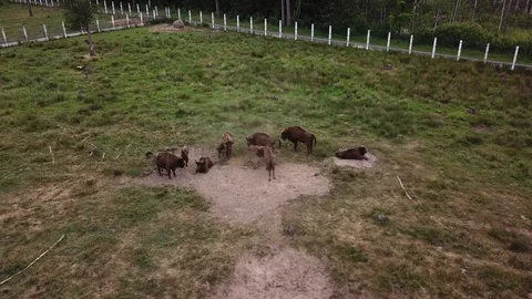 A herd of bison walking on the meadow Stock Footage 91401663