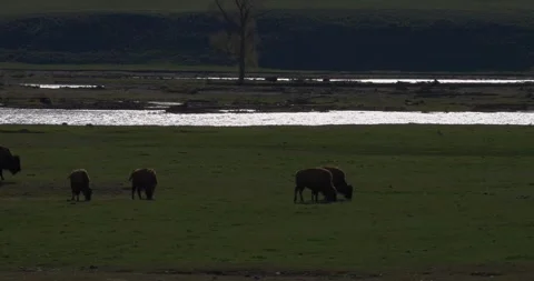 Herd of bison walking at sunset Stock Footage 337738226