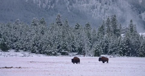 A herd of bison walking through the snow Stock Footage 337137444