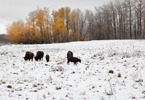 Herd of bison in winter Stock Photos