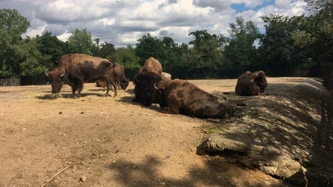 Herd of bison in the zoo Stock Footage 78752386