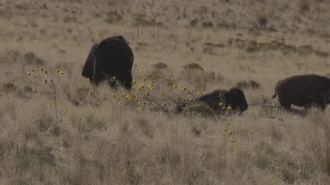 Herd of bisons Stock Footage 167563896