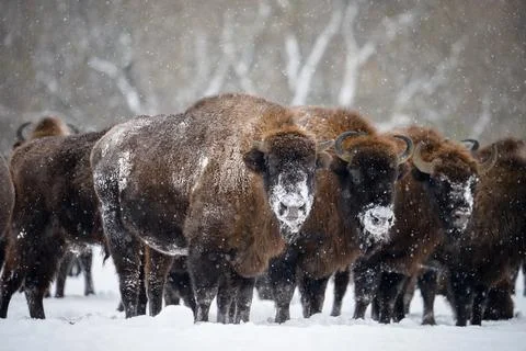 Herd of bisons in the snowfall Stock Photos