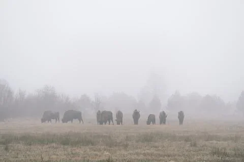 A herd of bisons standing on top of a grass covered field Stock Photos