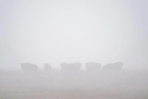 A herd of bisons standing on top of a grass covered field Stock Photos