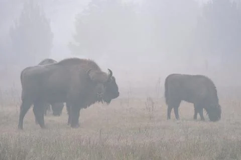 A herd of bisons standing on top of a grass covered field Stock Photos