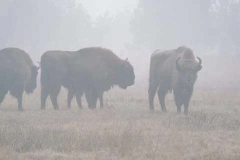 A herd of bisons standing on top of a grass covered field Stock Photos