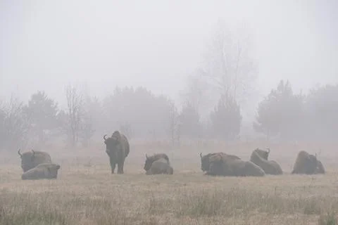 A herd of bisons standing on top of a grass covered field Stock Photos