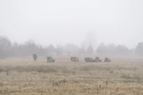 A herd of bisons standing on top of a grass covered field Stock Photos
