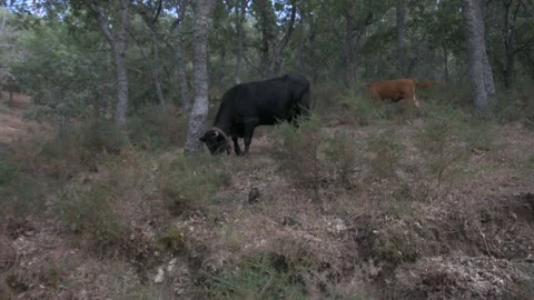 Herd of black and brown cows grazing in the forest. Stock Footage 135082480