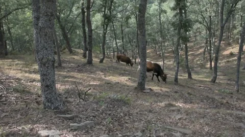 Herd of black and brown cows grazing in the forest. Stock Footage 135082508