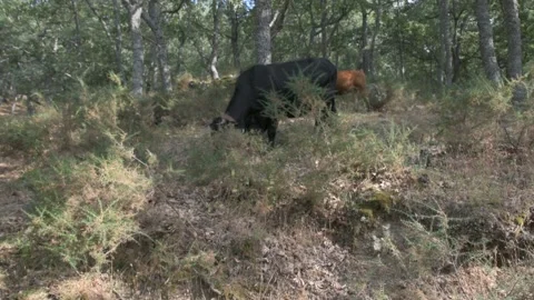 Herd of black and brown cows grazing in the forest. Stock Footage 135082515