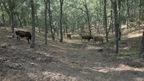Herd of black and brown cows grazing in the forest. Stock Footage 135082523