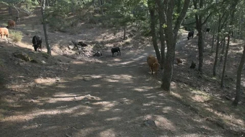 Herd of black and brown cows grazing in the forest. Stock Footage 135082535