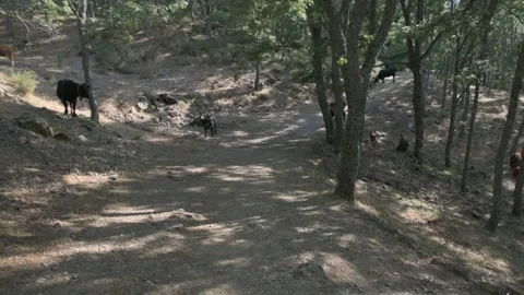 Herd of black and brown cows grazing in the forest. Stock Footage 135082544