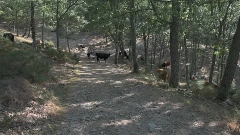 Herd of black and brown cows grazing in the forest. Stock Footage 135082550