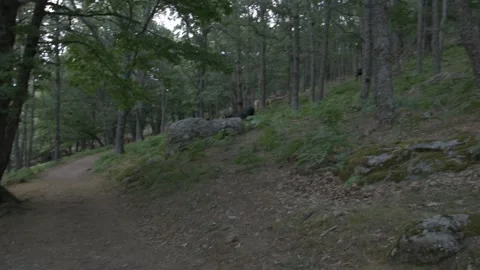 Herd of black and brown cows grazing in the forest. Stock Footage 135082567
