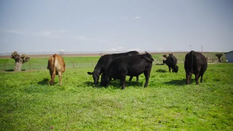 Herd of black and brown cows grazing in a green farm pasture on a sunny day Stock Footage 341181170