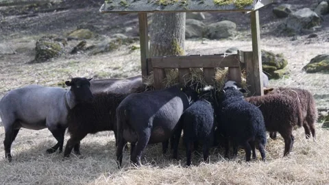 Herd Of Black and Brown Sheep Eating from Feeder at a Farm Stock Footage 219418571