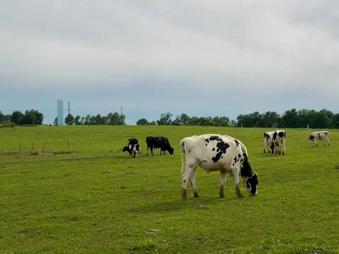 Herd of black-and-white cattle, bulls and bullocks, grazing 스톡 사진