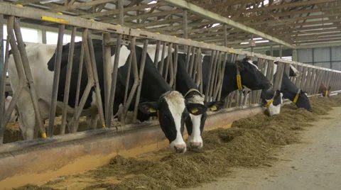 Herd of black and white cows - holstein on ranch, eating in stable. Large farm. Stock Footage 59948963
