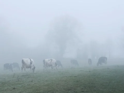 Herd of black and white cows grazing in misty rural field 스톡 동영상 77846907