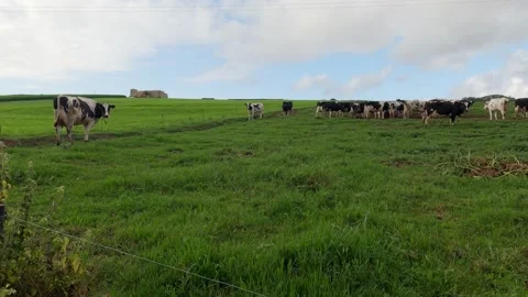 Herd of black and white cows grazes on a green meadow on a moody day. The cows Stock Footage 165295100