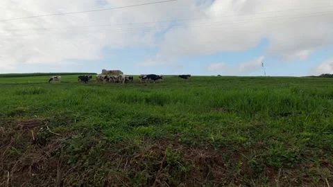 Herd of black and white cows grazes on a green meadow on a moody day. The cows Stock Footage 171518563