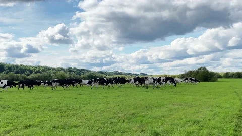 A herd of black and white cows walking through a green meadow to graze Stock Footage 220744185