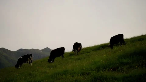 Herd of black and white cows grazing on a hill with a soft silhouette of Stock Footage 265497109