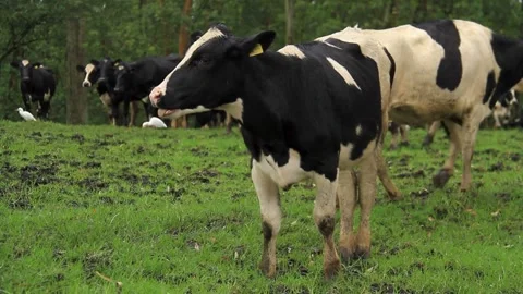 A herd of black and white cows graze in a green pasture Stock Footage 312680845