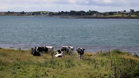Herd of Black and White Cows by the Sea, Northern Ireland Stock Footage 339085442