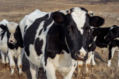 Herd of black and white cows in the autumn field. The cows stand in a wedge Stock Photos