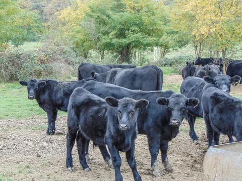 Herd of black Angus cows. Angus cows Stock Photos