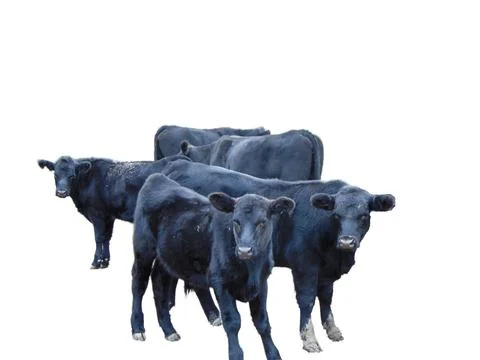 Herd of black Angus cows isolated on white Foto stock