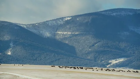 Herd of black Angus cows moving across snowy pasture Stock Footage 327689243
