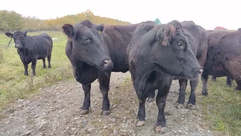Herd of black Angus cows. Video with angus cows Stock Footage 220126586