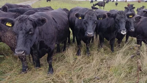 Herd of black Angus cows. Video with angus cows Stock Footage 220126590