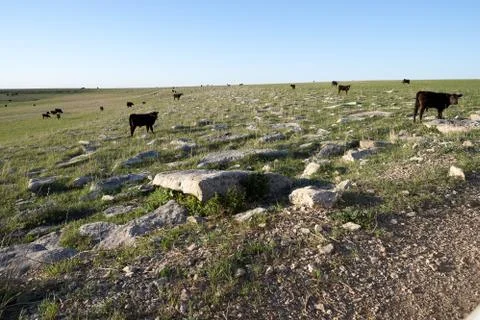Herd of black beef cattle on an open range Foto stock