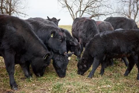 Herd of black beef cows and calves Foto stock