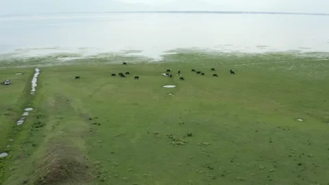Herd of black bisons pasturing in the meadow. Stock Footage 135832145