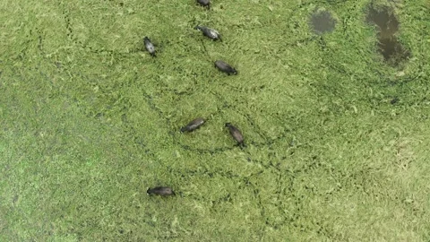 Herd of black bisons pasturing in the meadow. Stock Footage 135833155