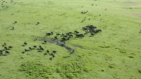 Herd of black bisons pasturing in the meadow. Stock Footage 135847291