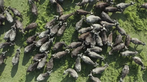 Herd of black bisons pasturing in the meadow. Stock Footage 135849675