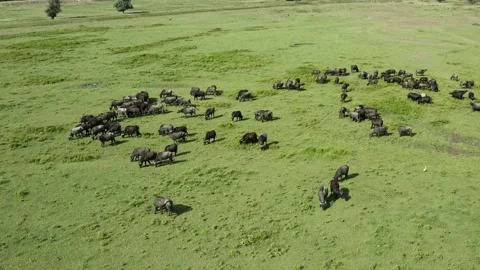 Herd of black bisons pasturing in the meadow. Stock Footage 135851266