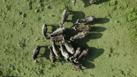 Herd of black bisons pasturing in the meadow. Stock-Footage 135851538