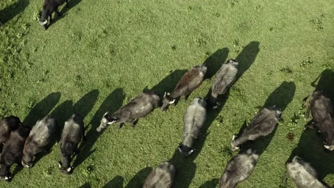 Herd of black bisons pasturing in the meadow. Stock Footage 135853795