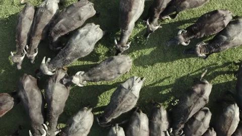 Herd of black bisons pasturing in the meadow. Stock Footage 135854203