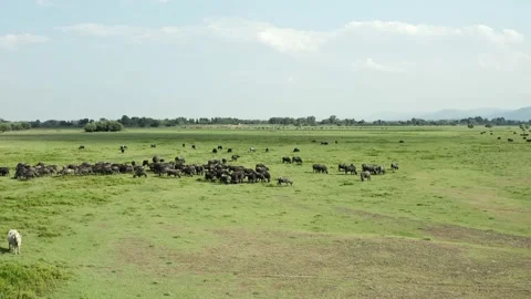 Herd of black bisons pasturing in the meadow. Stock Footage 135855354